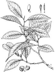 Gioi%20an%20duoc%20Michelia%20tonkinensis