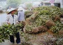 Lang Son Nguon duoc lieu quy bi troc re ban xuat khau