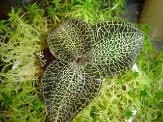 Anoectochilus roxburghii
