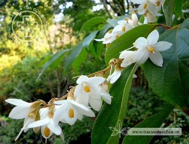 styrax-tonkinensis-pierre-craib-ex-hart