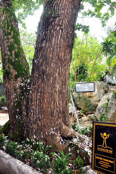 DSC_0969.jpg
