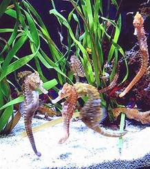 Cá ngựa - seahorses