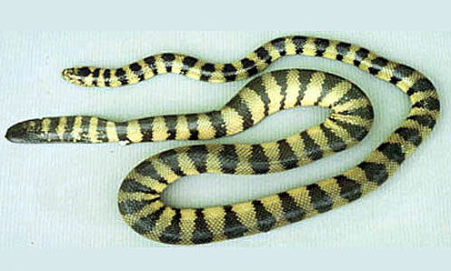 Đẻn vết, Hydrophis-ornatusb