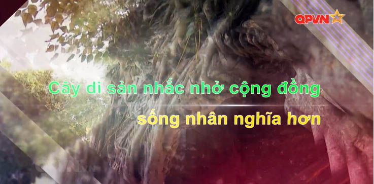 THQD-CDS.jpg