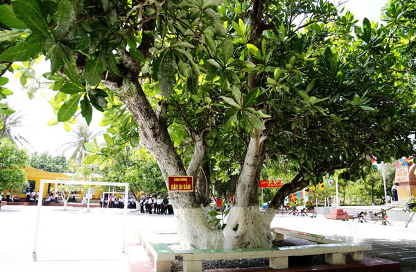 Cay bang vuong Truong sa.jpg