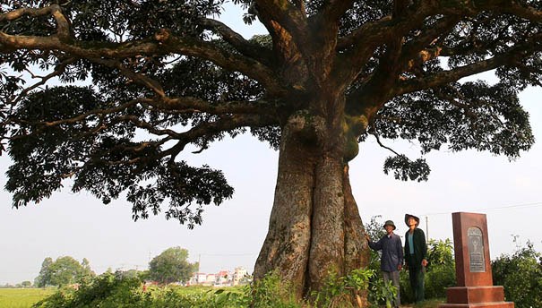 A picture containing tree, outdoor, plant, oakDescription automatically generated