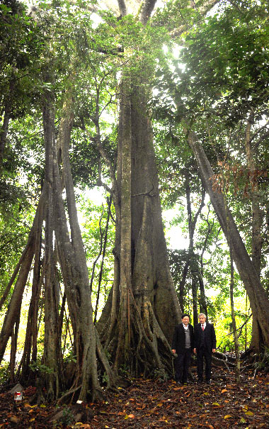 A picture containing tree, outdoor, plant, parkDescription automatically generated