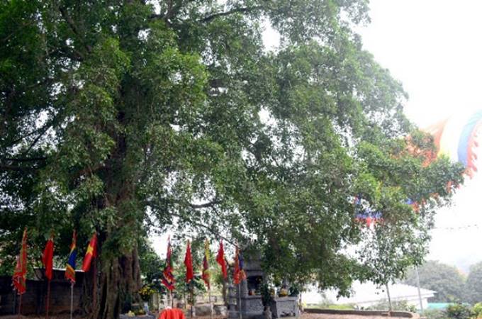 A picture containing tree, outdoor, plant, streetDescription automatically generated