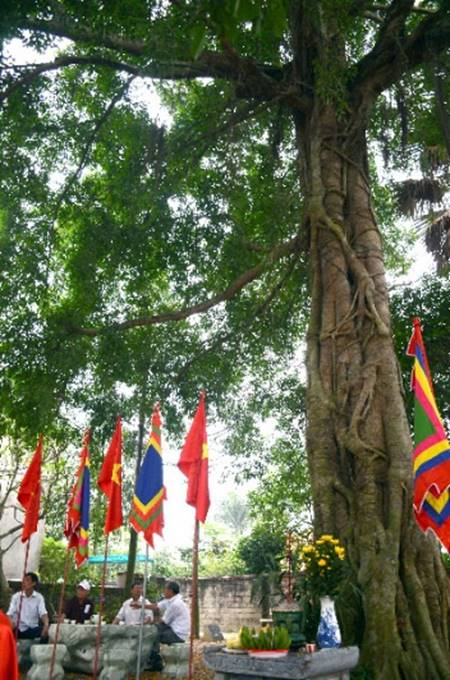 A picture containing tree, outdoor, plant, colorfulDescription automatically generated