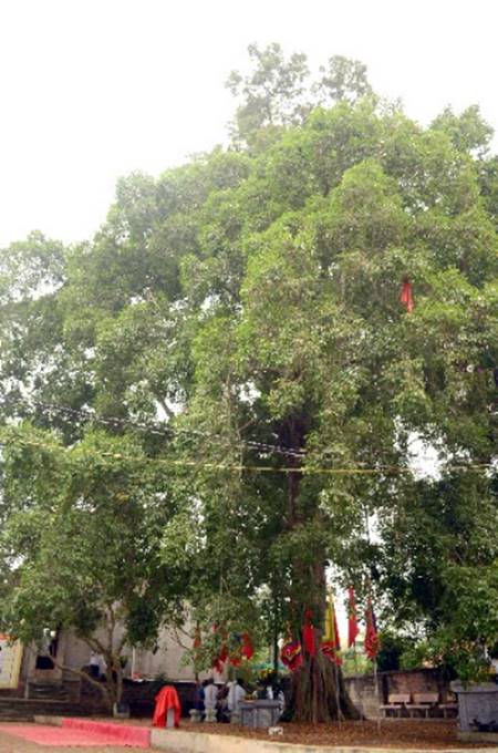 A picture containing tree, outdoor, sky, plantDescription automatically generated