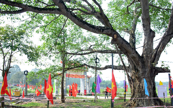 A picture containing tree, outdoor, plant, parkDescription automatically generated