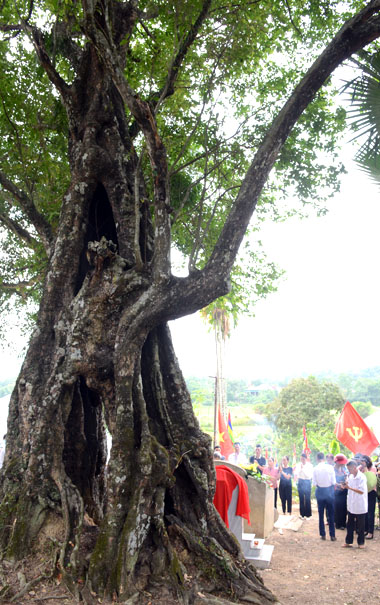 A tree with many people in the backgroundDescription automatically generated