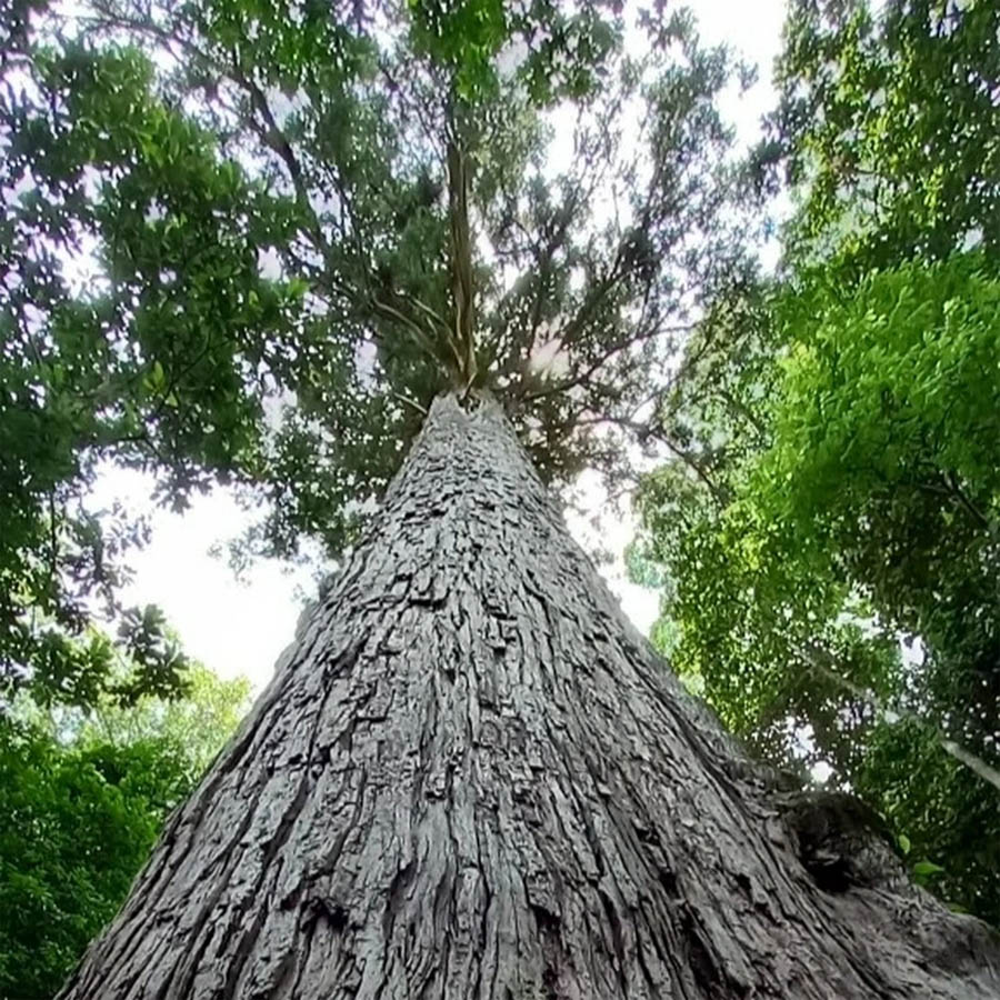 A tree trunk with many leavesDescription automatically generated