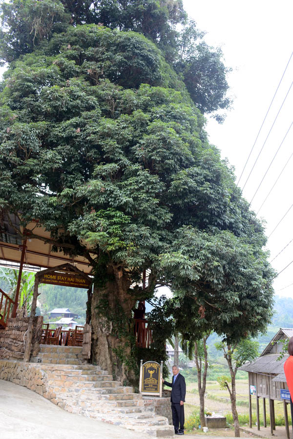 A large tree with many leavesDescription automatically generated
