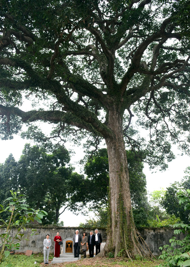 A large tree with a large trunkDescription automatically generated