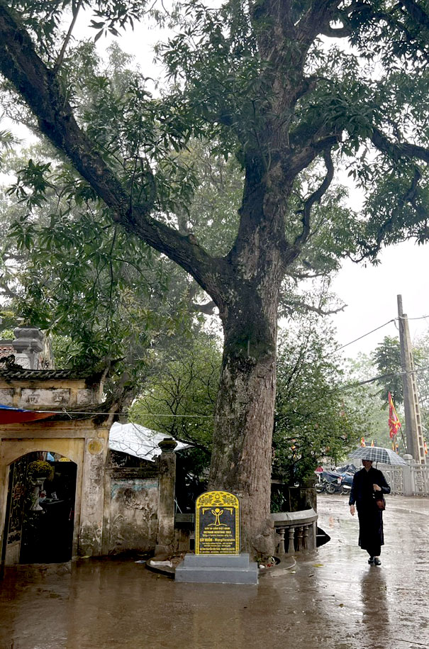A person standing under a treeDescription automatically generated