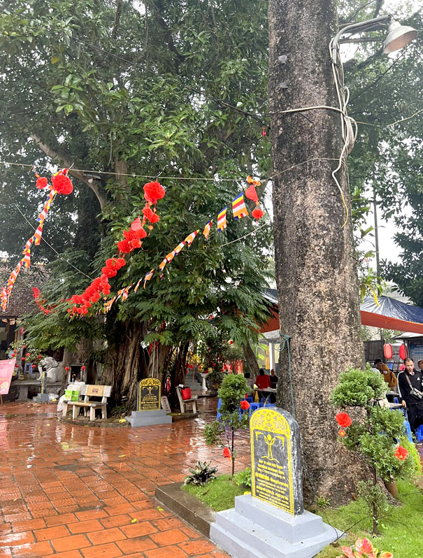 A tree with red lanterns and flagsDescription automatically generated