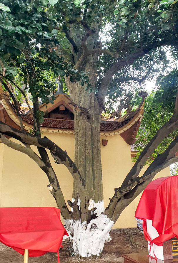 A tree with a red coverDescription automatically generated