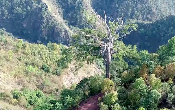 A tree in the middle of a forestDescription automatically generated