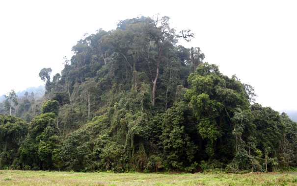 A large green forest with many treesDescription automatically generated