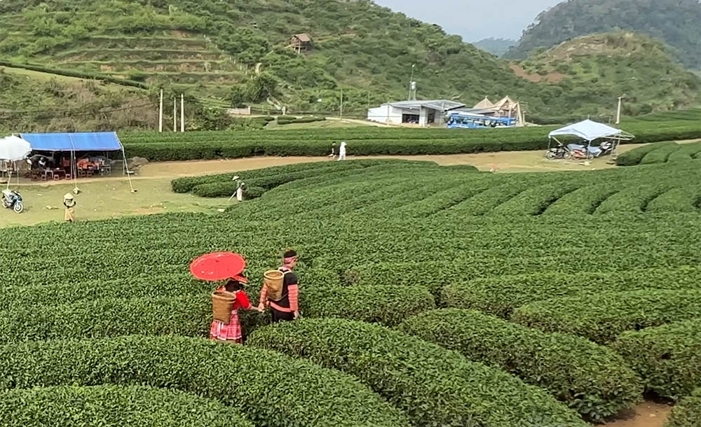 People walking through a tea plantationDescription automatically generated