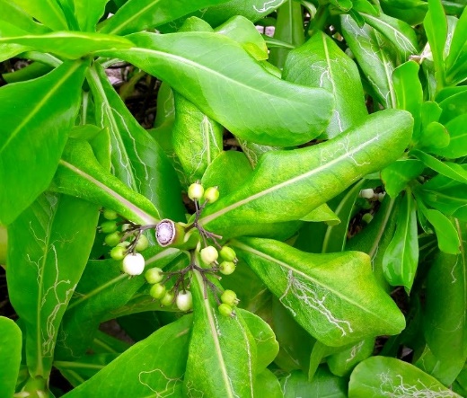 cây Hếp, quả