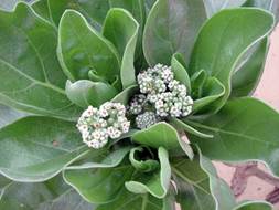 Close-up of a plant with white flowersDescription automatically generated