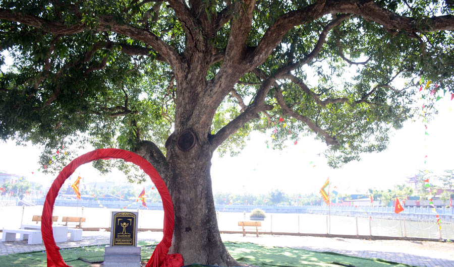 A large tree with people standing aroundAI-generated content may be incorrect.