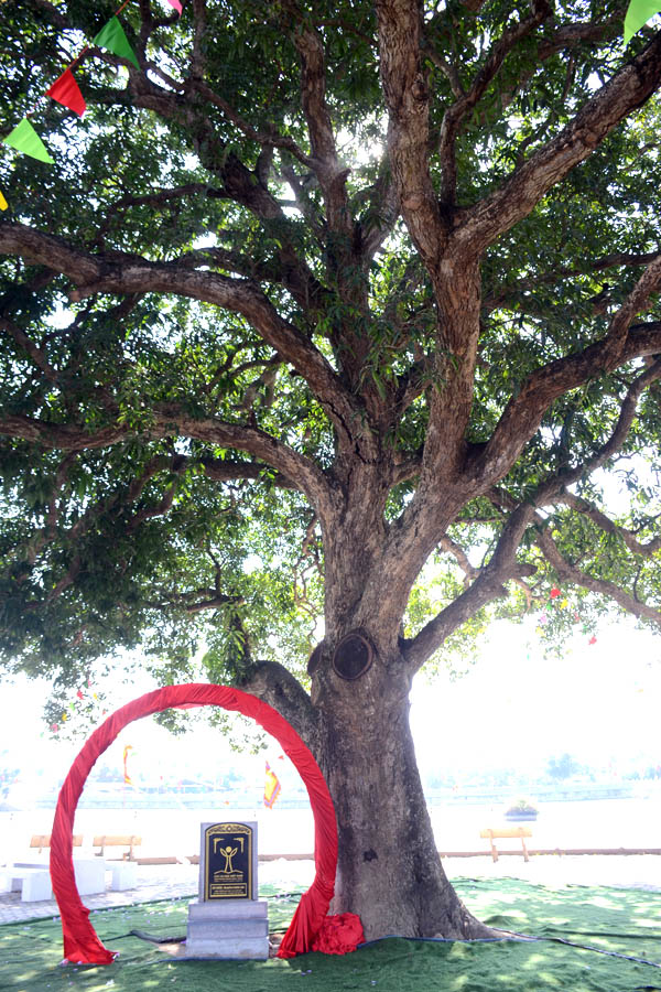 A tree with a red circle around itAI-generated content may be incorrect.