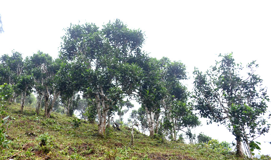 A group of trees on a hillAI-generated content may be incorrect.