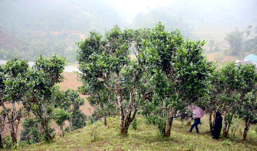 A group of people walking on a hillAI-generated content may be incorrect.