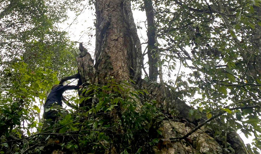 A tree with a large trunkAI-generated content may be incorrect.