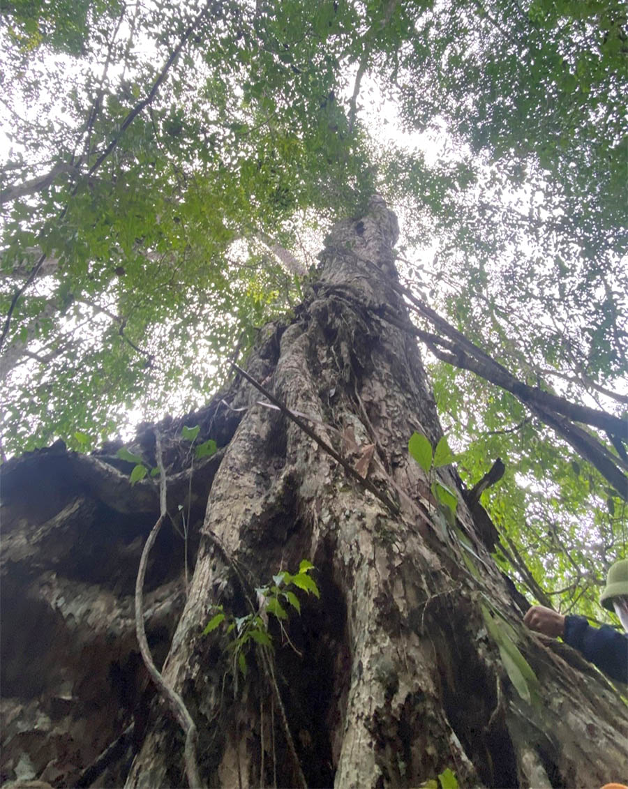 A tree with many branches and leavesAI-generated content may be incorrect.