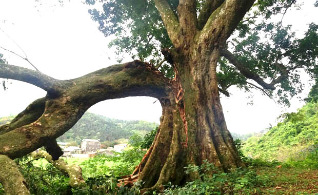 A large tree with a curved trunkAI-generated content may be incorrect.