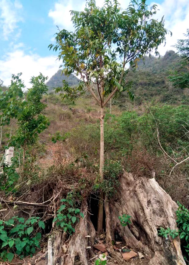 A tree growing out of a tree stumpAI-generated content may be incorrect.