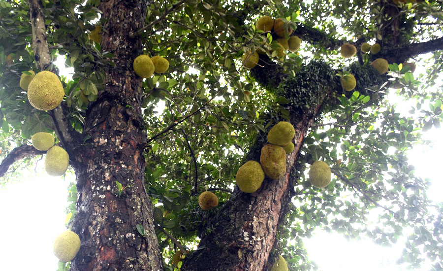 A tree with many fruits on itAI-generated content may be incorrect.