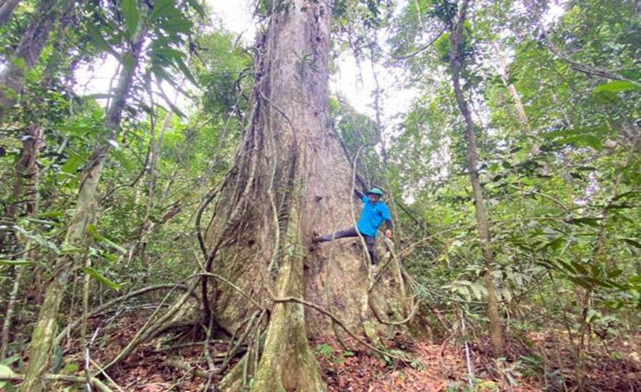 A person climbing a treeAI-generated content may be incorrect.