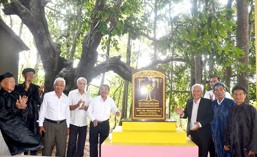 Thực hiện nghi thức c&ocirc;ng nhận c&acirc;y Thị tại Miếu B&agrave; Sai - C&acirc;y Di sản Việt Nam.