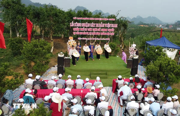 (TTXVN): Công nhận quần thể 57 cây chè cổ Shan tuyết ở Mộc Châu là Cây Di sản Việt Nam