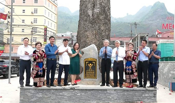 Mèo Vạc đón nhận danh hiệu “Cây Di sản Việt Nam” cho 4 cây cổ thụ