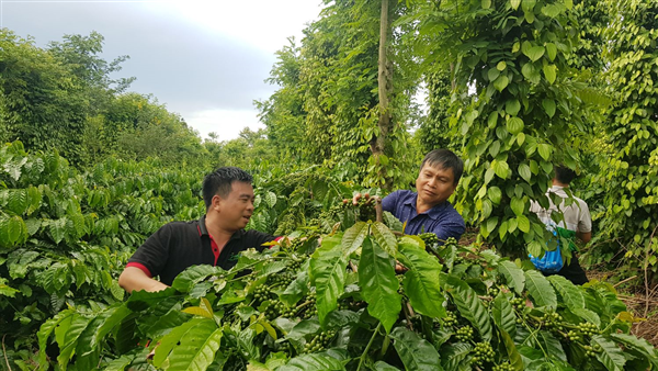 Hướng tới tăng trưởng xanh, phát triển bền vững