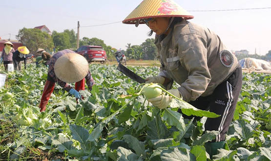 Kỳ vọng những gì ở Đề án trồng trọt giảm phát thải?