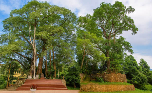 (Báo Lai Châu): 2 cây đa ở xã Than Uyên được công nhận là cây di sản Việt Nam