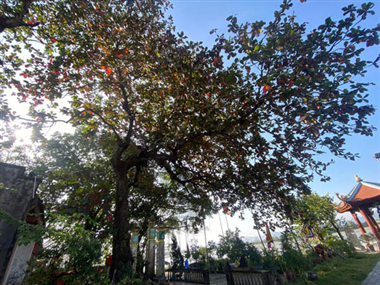 [Photo Story] Ngắm 4 Cây Di sản ở đình làng Yên Chỉ