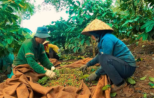 ‘Tiêu chuẩn xanh’ đang tái định hình luật chơi thương mại toàn cầu