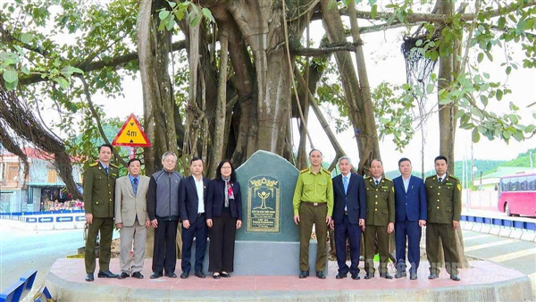 (Báo Tuyên Quang): Sơn Dương có 2 cây đa được công nhận Cây Di sản Việt Nam