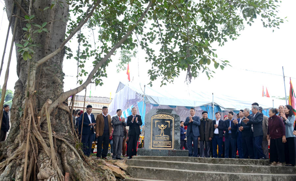 Cụ Đa Ba Cội – hồn làng Yên Tĩnh được ghi danh Cây Di sản Việt Nam