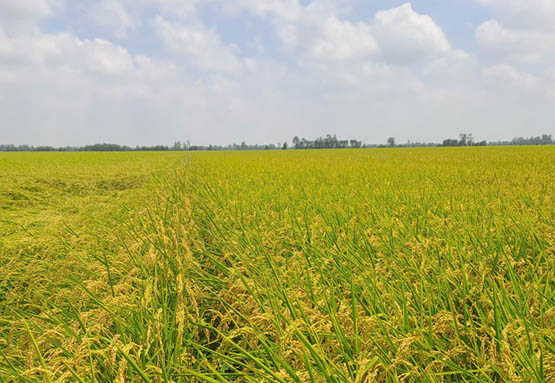 11 mô hình mẫu ‘lúa chất lượng cao, phát thải thấp’ được triển khai