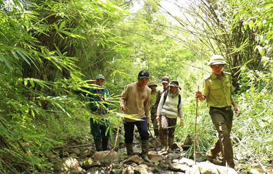 Điều chỉnh chính sách giúp chủ rừng chủ động hơn trong bảo vệ, phát triển rừng