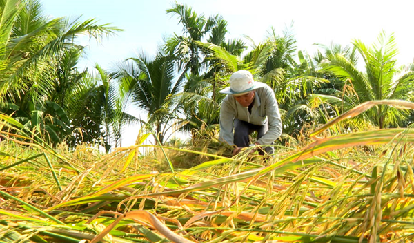 Hướng tiếp cận bền vững trong xử lý rơm rạ sau thu hoạch: Bài học từ thực tiễn tại địa phương
